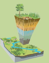 Earth's critical zone: from the base of bedrock to the top of the tree canopy.